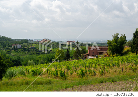 Scenic landscape of northern Tuscany, Italy, featuring vineyards, olive groves, and traditional countryside houses with hills and green mountains in the background. Scenic landscape of northern Tuscany, Italy, featuring vineyards, olive groves, and traditional countryside houses with hills and green mountains in the background. 130735230