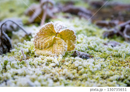 Close-up of frozen leaves covered in ice crystals. The leaves display shades of green, brown, and red, creating an abstract natural pattern that highlights the beauty of winter frost Close-up of frozen leaves covered in ice crystals. The leaves display shades of green, brown, and red, creating an abstract natural pattern that highlights the beauty of winter frost 130735651