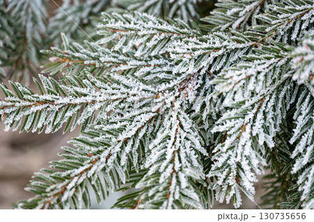 Close-up of a conifer branch covered in delicate ice crystals. The frozen needles glisten in the cold winter light, showcasing the intricate beauty of frost on nature's details Close-up of a conifer branch covered in delicate ice crystals. The frozen needles glisten in the cold winter light, showcasing the intricate beauty of frost on nature's details 130735656