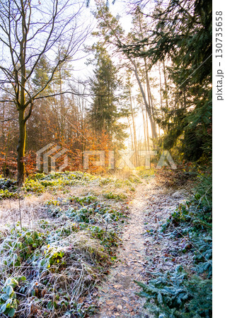 A picturesque forest path bathed in sunlight on a frozen winter day. The icy grass and trees glisten, creating a magical and serene atmosphere in this enchanting woodland scene 130735658