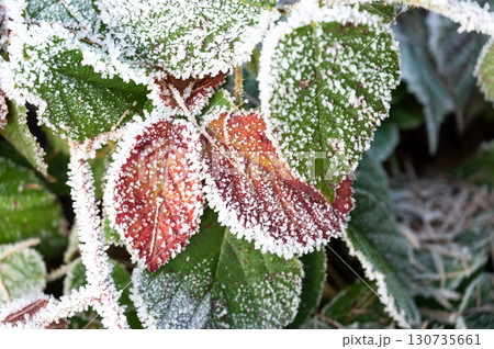 Close-up of frozen leaves covered in ice crystals. The leaves display shades of green, brown, and red, creating an abstract natural pattern that highlights the beauty of winter frost 130735661