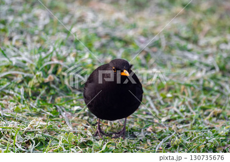 A common blackbird (Turdus merula) forages on a frozen lawn, searching for seeds to eat. It looks directly into the camera, capturing a moment of curiosity and winter survival A common blackbird (Turdus merula) forages on a frozen lawn, searching for seeds to eat. It looks directly into the camera, capturing a moment of curiosity and winter survival 130735676