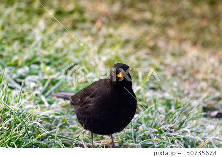 A common blackbird (Turdus merula) forages on a frozen lawn, searching for seeds to eat. It looks directly into the camera, capturing a moment of curiosity and winter survival 130735678