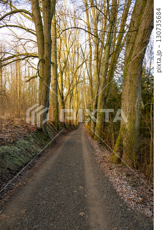 A scenic pathway through an autumn tree alley, lined with tall trees showcasing vibrant fall colors. The golden leaves create a picturesque and peaceful atmosphere in the countryside 130735684