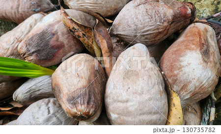 A pile of aged coconut husks with fibrous textures and a small green sprout, symbolizing natural decay and new growth. 130735782
