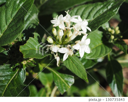清らかな白い星を咲かせるペンタス 130735843