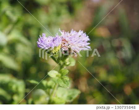 雑草シリーズ:ふんわりと咲くアゲラタムの花、ちょっとくたびれている 雑草シリーズ:ふんわりと咲くアゲラタムの花、ちょっとくたびれている 130735848
