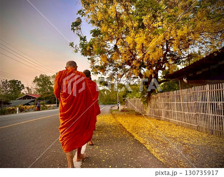 The group of Thai monks are walking straight in a line along the roadside around the monastery for receive alms under A big tree with yellow flowers in fully blossom. The group of Thai monks are walking straight in a line along the roadside around the monastery for receive alms under A big tree with yellow flowers in fully blossom. 130735917
