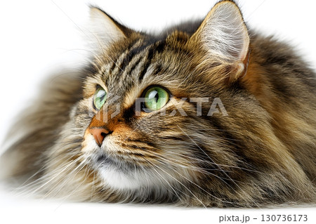 A fluffy brown tabby cat with bright green eyes rests gently, looking curiously to the side on a simple white surface. A fluffy brown tabby cat with bright green eyes rests gently, looking curiously to the side on a simple white surface. 130736173