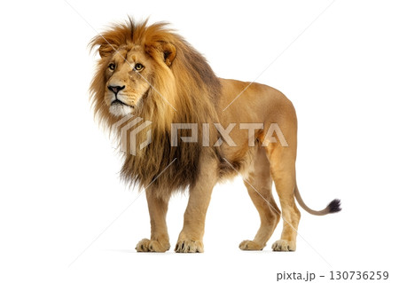 An adult male lion with a flowing mane stands observing its surroundings, isolated on a crisp white background. 130736259
