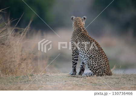 Male leopard sits on grass facing away Male leopard sits on grass facing away 130736466