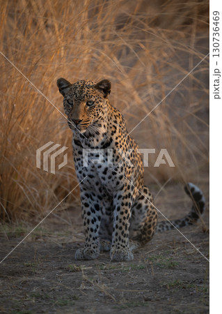 Male leopard sits staring beside long grass Male leopard sits staring beside long grass 130736469
