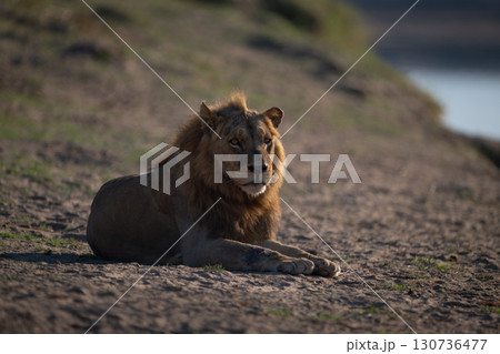 Male lion lying on riverbank in sunshine 130736477