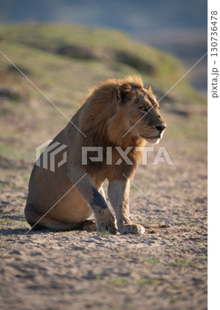Male lion sits on riverbank in sunshine Male lion sits on riverbank in sunshine 130736478