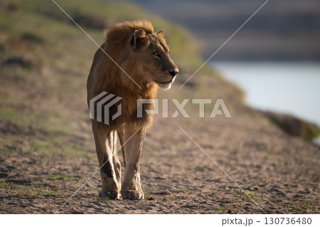 Male lion stands by river turning head 130736480