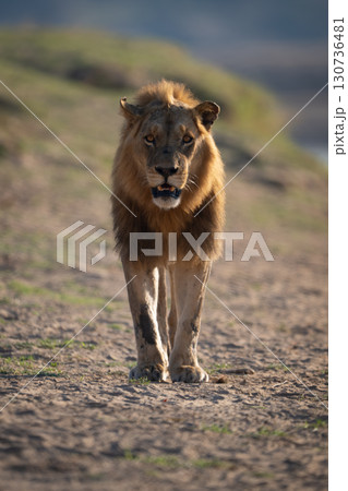 Male lion stands facing camera on riverbank 130736481