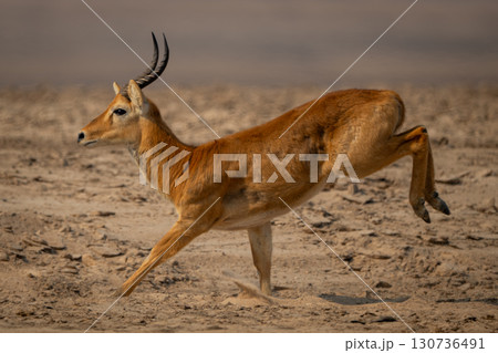 Male puku gallops across beach lifting legs 130736491
