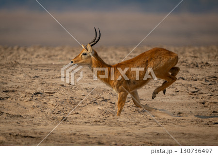 Male puku races across beach lifting legs 130736497