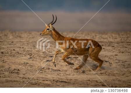 Male puku races across beach with catchlight 130736498