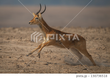 Male puku with catchlight galloping across beach 130736518