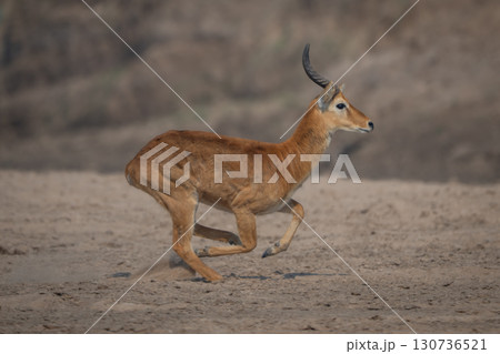 Male puku with catchlight gallops across riverbank 130736521