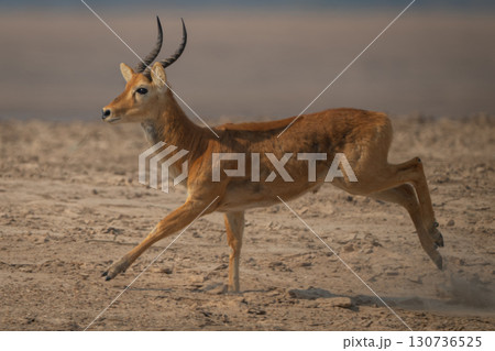 Male puku with catchlight races across beach 130736525
