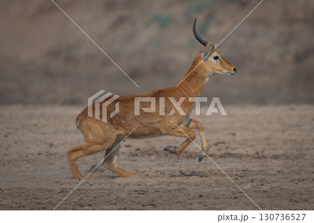 Male puku with catchlight races across sand 130736527
