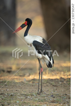 Male saddle-billed stork standing in shady clearing Male saddle-billed stork standing in shady clearing 130736547