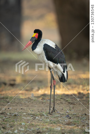 Male saddle-billed stork stands hunching in shade Male saddle-billed stork stands hunching in shade 130736548