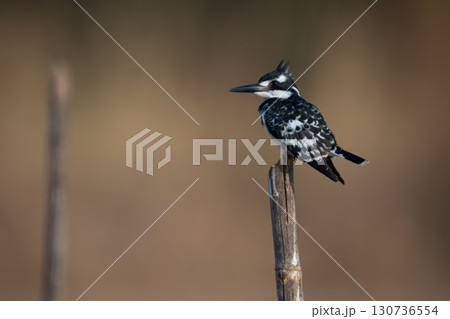 Pied kingfisher in profile on bamboo post 130736554