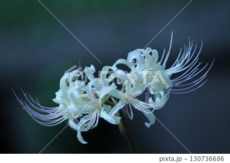 白い彼岸花   秋の彼岸の前後に咲く真っ白い彼岸花 130736686