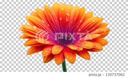 Vibrant Orange and Pink Gerbera Daisy Flower Bloom with Water Droplets on Petals Vibrant Orange and Pink Gerbera Daisy Flower Bloom with Water Droplets on Petals 130737062