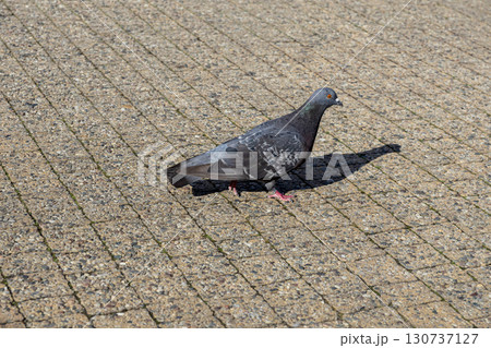 Gray urban pigeon stands gracefully on a textured paved ground, its distinctive silhouette casting a long shadow under bright sunlight in an everyday city scene Gray urban pigeon stands gracefully on a textured paved ground, its distinctive silhouette casting a long shadow under bright sunlight in an everyday city scene 130737127