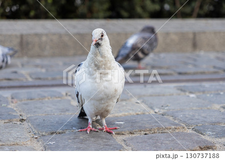 White pigeon stands prominently on a rugged cobblestone pavement, keenly observing its urban environment, representing a common sight in city nature 130737188