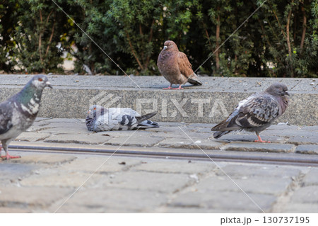 A group of urban pigeons with varied plumage resting and standing on cobblestones and a concrete ledge in a peaceful city park, representing common wildlife A group of urban pigeons with varied plumage resting and standing on cobblestones and a concrete ledge in a peaceful city park, representing common wildlife 130737195
