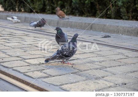 Group of vibrant common pigeons gracefully explores the grey paved ground next to tram tracks, illustrating typical urban wildlife in a serene city park 130737197