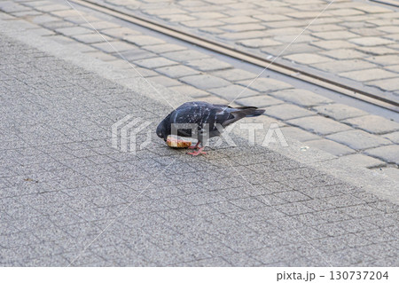 A common city pigeon pecking a discarded piece of bread on a textured urban sidewalk, depicting everyday street wildlife and its persistent search for sustenance 130737204