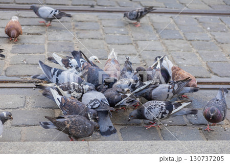 Flock of urban pigeons actively pecking for food on historic cobblestone pavement, depicting common city wildlife in a public street environment 130737205