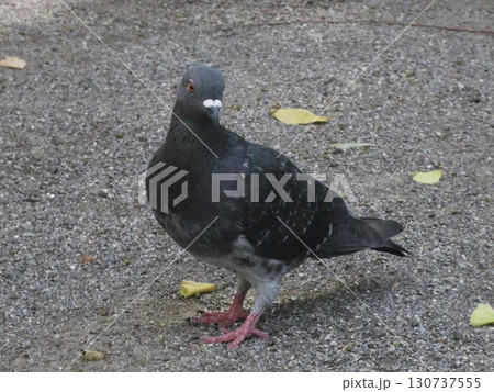 愛嬌たっぷりに首をかしげる都会のハトのポートレート 愛嬌たっぷりに首をかしげる都会のハトのポートレート 130737555