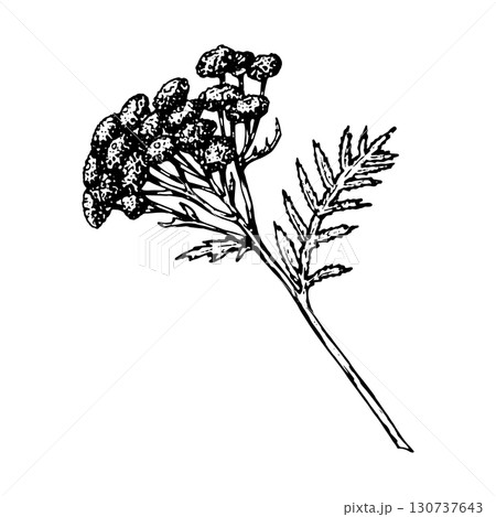 Hand drawn illustration of tansy Tanacetum vulgare with clustered yellow flowers and delicate feathery leaves, ideal for botanical prints, apothecary packaging, herbal medicine labels, eco cosmetics Hand drawn illustration of tansy Tanacetum vulgare with clustered yellow flowers and delicate feathery leaves, ideal for botanical prints, apothecary packaging, herbal medicine labels, eco cosmetics 130737643
