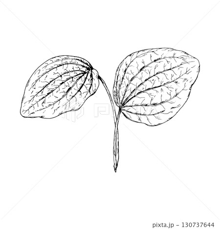 Hand drawn vector illustration of plantain Plantago major leaves with strong ribbed texture, symbol of healing herbs, perfect for medical packaging, herbal teas, natural cosmetics, apothecary designs Hand drawn vector illustration of plantain Plantago major leaves with strong ribbed texture, symbol of healing herbs, perfect for medical packaging, herbal teas, natural cosmetics, apothecary designs 130737644