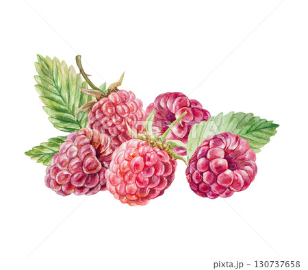 Raspberry watercolor. Hand drawn illustration of beautiful ripe berries and green leaves isolated on white. Botanical clip art for jam, marmalade and drinks label design. Raspberry watercolor. Hand drawn illustration of beautiful ripe berries and green leaves isolated on white. Botanical clip art for jam, marmalade and drinks label design. 130737658
