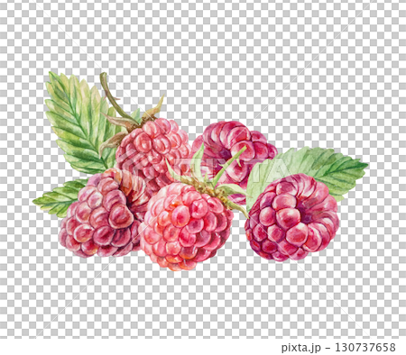 Raspberry watercolor. Hand drawn illustration of beautiful ripe berries and green leaves isolated on white. Botanical clip art for jam, marmalade and drinks label design. 130737658