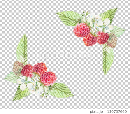 Raspberry frame watercolor. Hand drawn illustration of beautiful ripe berries, white flowers and green lush leaves isolated. For jam, marmalade and drinks label design. 130737660