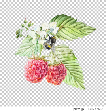 Raspberry watercolor. Hand drawn illustration of a beautiful branch with green leaves, ripe berries, white flowers and a sitting bumblebee. Botanical clip art for jam, marmalade and beverage label. 130737663
