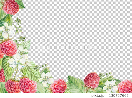Raspberry frame watercolor. Hand drawn ripe sweet berries, white flowers and lush green leaves. Botanical clip art for jam and drink labels, cosmetic products. 130737665