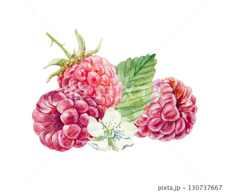 Raspberry watercolor. Hand drawn illustration of beautiful ripe berries, white flowers and green leaves isolated. Botanical clip art for jam, marmalade and drinks label design. 130737667