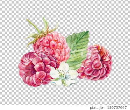 Raspberry watercolor. Hand drawn illustration of beautiful ripe berries, white flowers and green leaves isolated. Botanical clip art for jam, marmalade and drinks label design. 130737667
