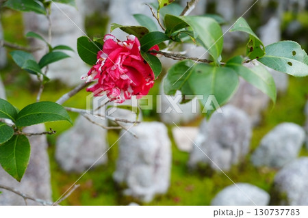 赤い山茶花の花と石仏 130737783