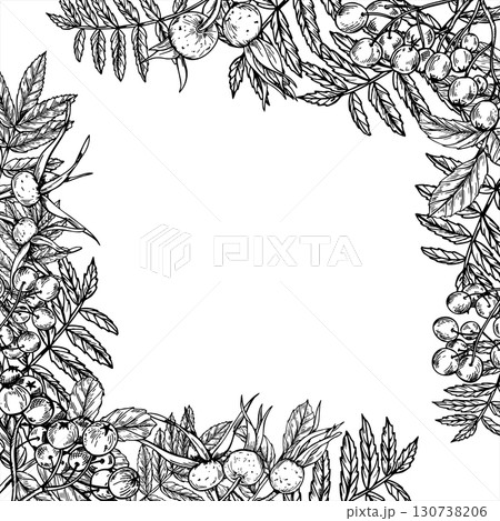 Square border of monochrome autumn ripe wild berries on branch with leaves with copy space for text. Rowan and rose hip plant vector isolated linear drawing. Mountain ash and dog rose berries frame 130738206